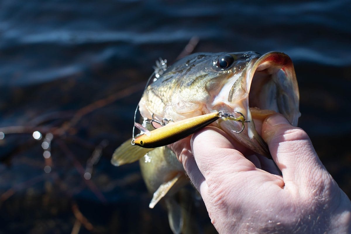 black bass capturado con señuelo en embalse