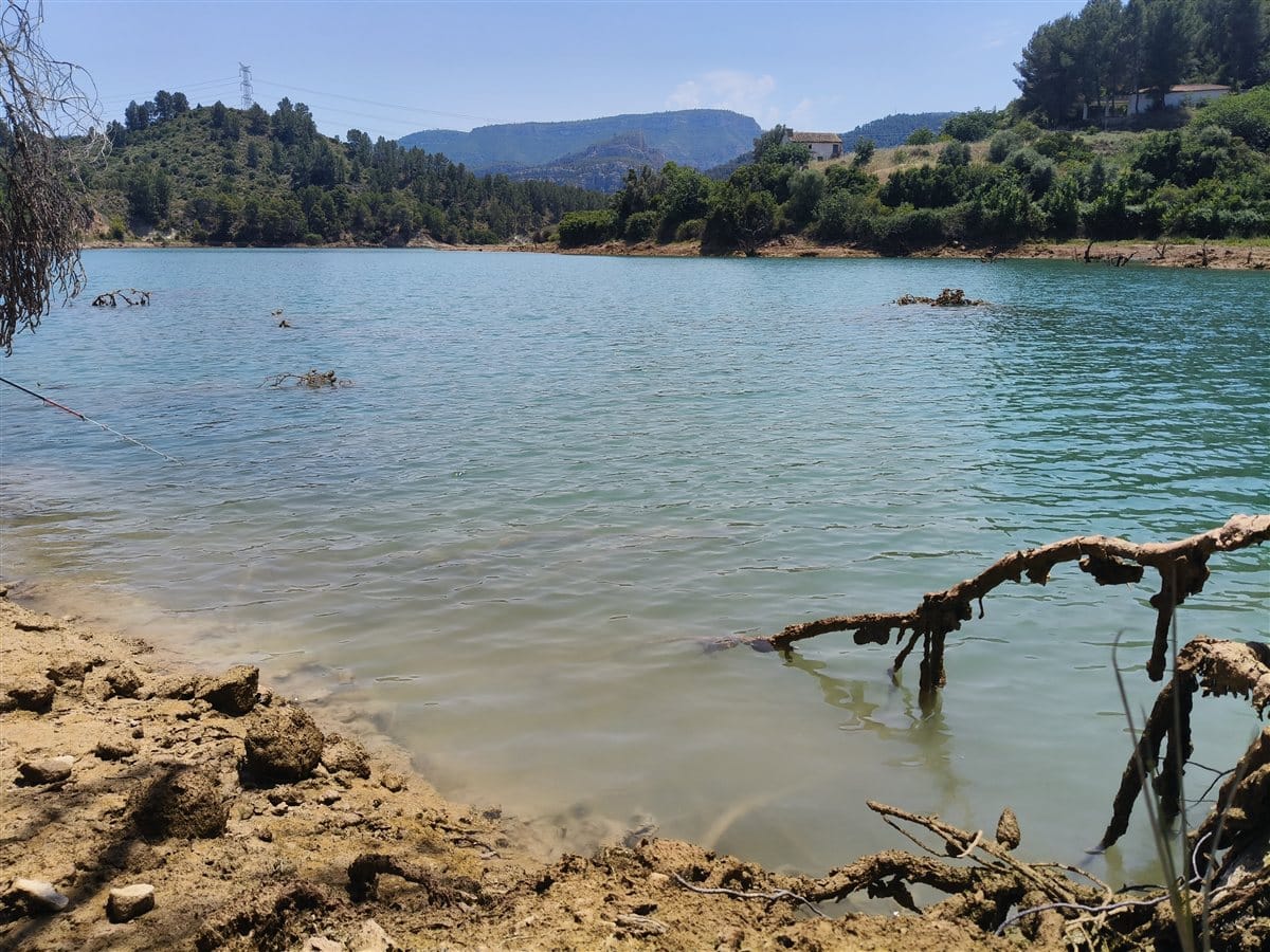 pinos semisumergidos en el embalse de Cortes de Pallás